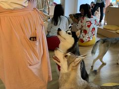 -Husky Go! 哈士奇体验馆·宠物咖啡厅狗咖