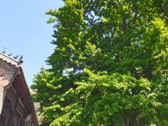 -灵岩山风景区