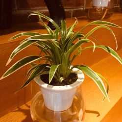 -时尚殿堂·颜SPA