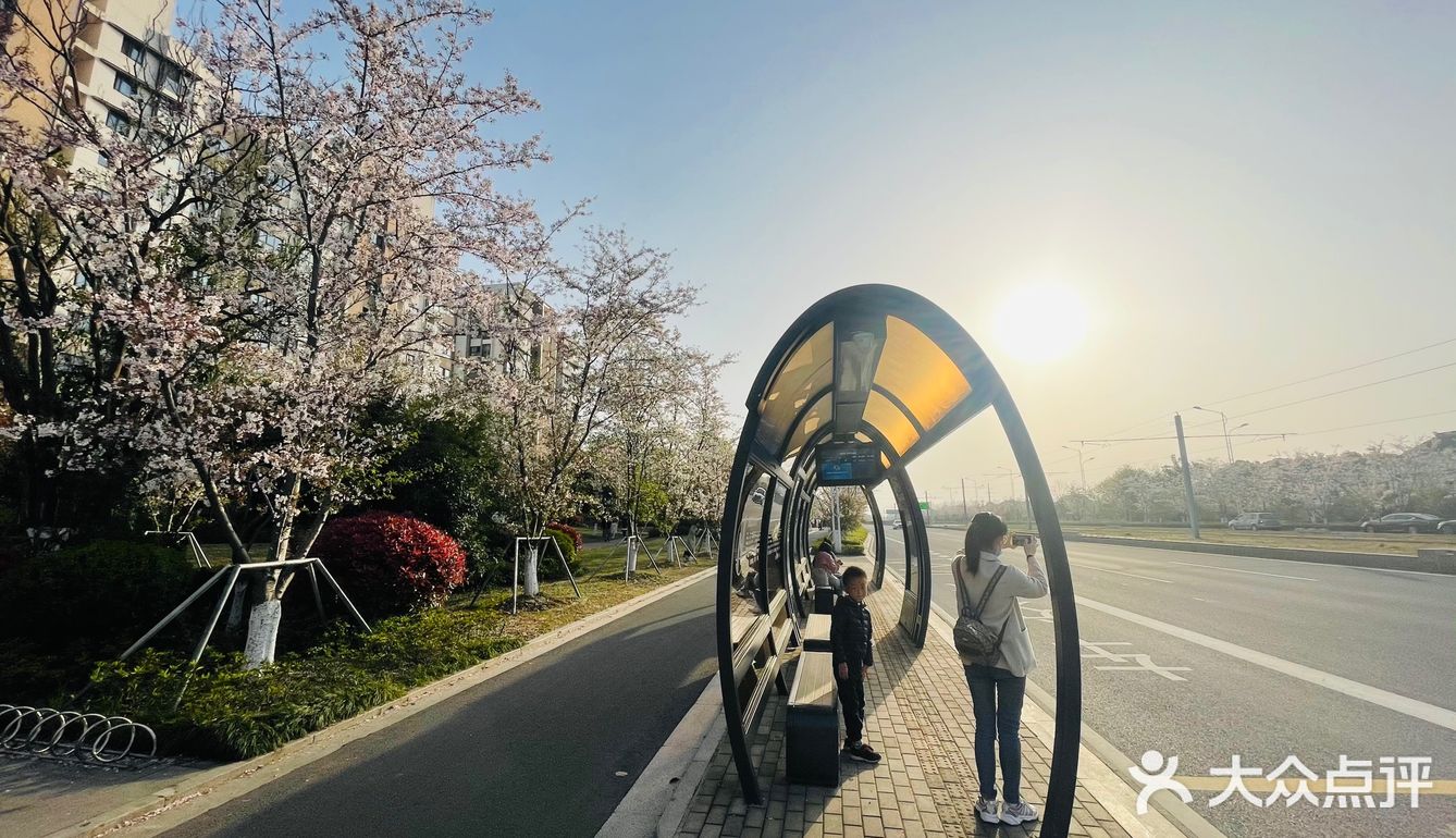 又是一年樱花季🌸