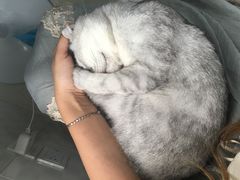 -喵的天空名猫咖啡馆·撸猫·猫舍·用品