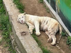 -西霞口神雕山野生动物世界