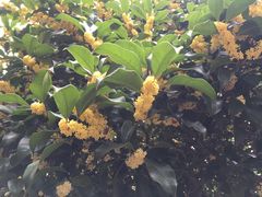 -听风阁农家私房菜茶楼(龙坞店)