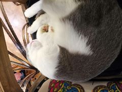 -more than meow吴止猫主题餐厅(承德 中船汇店)