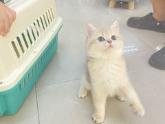 -lincat·猫舍(广州店)