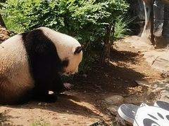 -五龙山野生动物王国