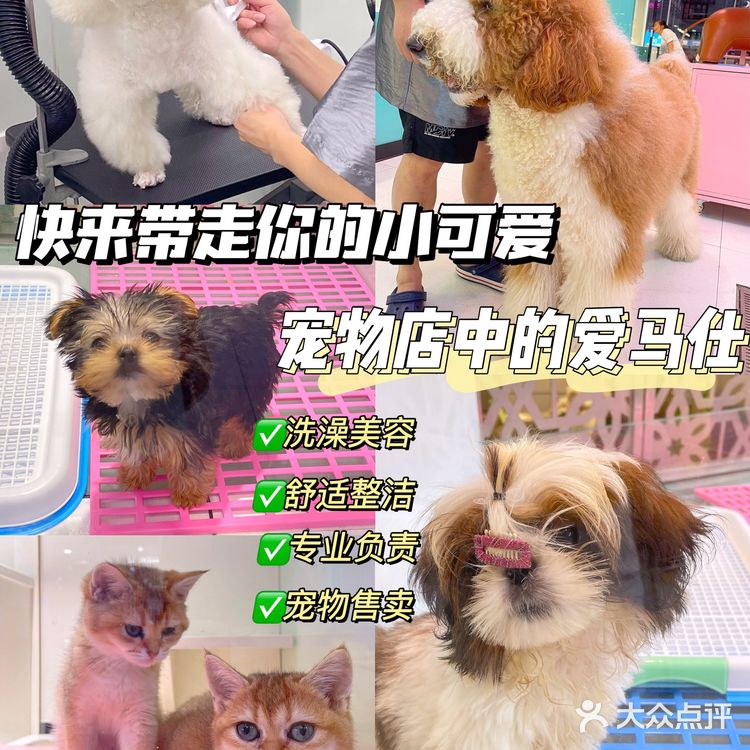 快来带走你的小可爱‼️宠物店中的爱马仕