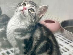 -lincat·猫舍(广州店)