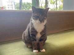 -御宝贝·A梦猫科宠物医院(国际猫友好医院)