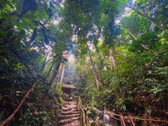 -西双版纳原始森林公园