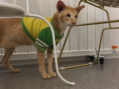-豆老板的猫咖啡(碑林博物馆店)