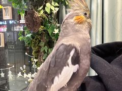 -雨林宠物医院 非犬猫异宠专科