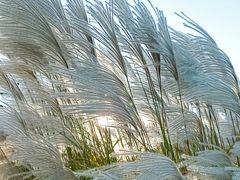 -羊亭河湿地公园