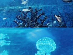 -上海海昌海洋公园