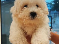 -翊宠yipet猫狗购宠庄园犬舍•猫舍