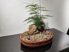 -石家庄市植物园