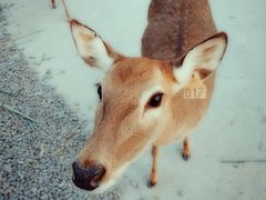 -鹿境梅花鹿生态园区