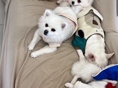 -怪兽屋·羊驼·猫咖·狗咖(俊华广场店)