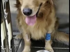 -爱侣·安琦尔宠物医院·中兽医针灸·心内科·狂犬免疫点(宝山区院)