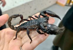 -Moni星球萌宠·小马宝莉·灵蛇·高端高阶全萌宠互动体验俱乐部(红豆国际广场店)