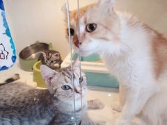 -猫爷宠物生活馆·撸猫馆