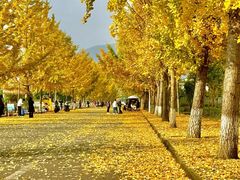 -长白岛森林公园