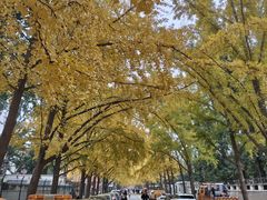 -三里屯东五街银杏大道