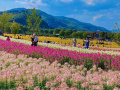 -径山花海