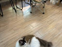 -李小姐の猫咖啡馆(五角场店)