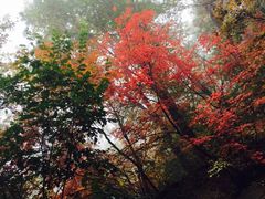 -天女山森林公园