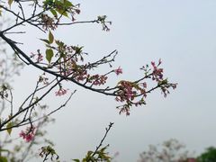 -天适樱花悠乐园