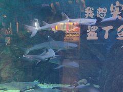 -烟台海昌鲸鲨海洋公园