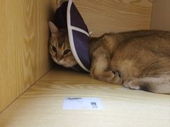 -pd派德宠物中心医院24H急重症·眼科中心·血液透析中心(嵩山北路店)