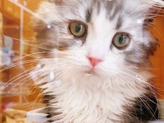-Pets First伊珊娜洗护·精致美容·家庭式寄养(新会路店)