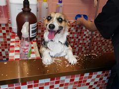 -FAELING PETS美天灵宠物(合生汇店)