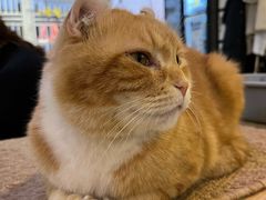 -平行世界·猫咖(首经贸店)