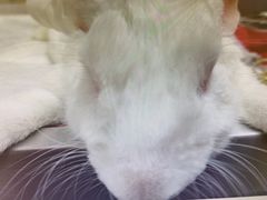 -艾贝尔宠物医院·24H转诊中心·肿瘤猫专科(江宁双龙店)