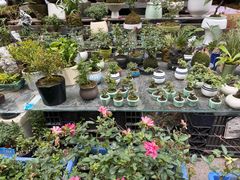 -苏州市皮市街花鸟工艺品市场