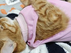 -灵美宠物诊所