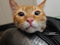 -瑞派宠物医院(搏威敦和院)