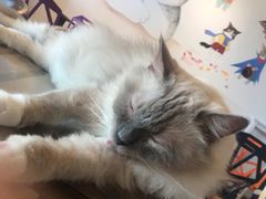 -Cappucimeow猫咪咖啡馆(韦伯时代店)
