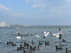 -洱海月湿地公园