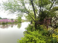 -南汇桃花村