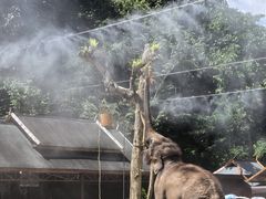 -野象谷景区