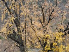 -泰山风景名胜区-普照寺