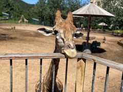 -大连森林动物园