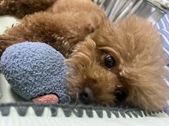 -沐沐家宠物(成寿寺店)