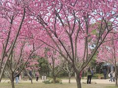 -无锡蠡湖国家湿地公园-蠡园