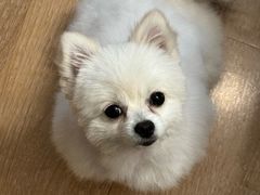 -帕帕拉兹宠物(亚洲旗舰店)