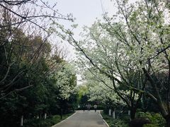 -金鸡湖桃花岛